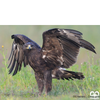 گونه عقاب خالدار بزرگ Greater Spotted Eagle